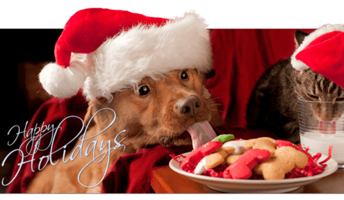 Holiday Baking for Dogs!