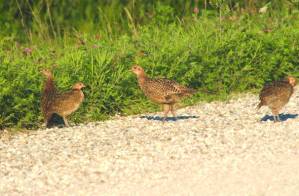 Iowa’s pheasant population second highest in a decade