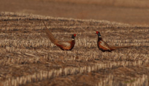 Pheasant hunters gearing up for highly anticipated season opener
