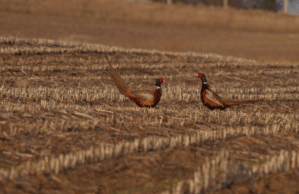 Pheasant hunters gearing up for highly anticipated season opener